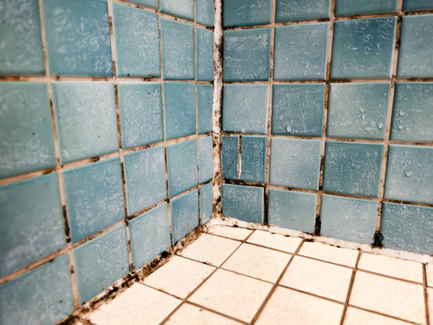 Best Mold Odor Removal Services  in Oroville, CA