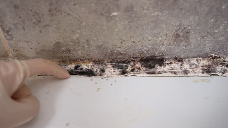 Best Black Mold Removal  in Oroville, CA